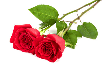 beautiful red rose isolated on white background