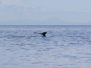 Humpback Whale
