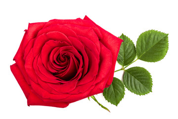 beautiful red rose with leaf isolated on white background