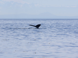 Humpback Whale