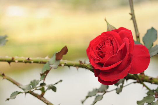 Uma rosa que desabrocha cora&ccedil;&otilde;es !