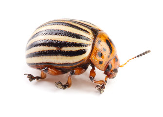 Colorado Potato Beetle isolated on white background