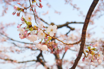 桜　春　素材