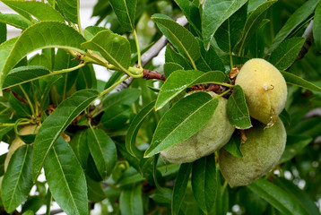 Ripening almond fruits on a branch of almond tree in the garden.Selective focus.