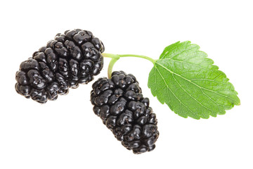 Mulberry berry with leaf isolated on white background macro