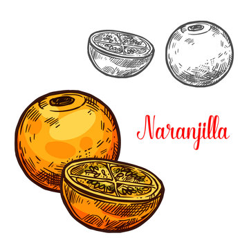 Naranjilla vector sketch exotic fruit