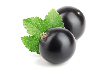 two black currant with leaf isolated on white background