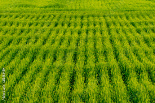 夏の田舎の田んぼの風景 Wall Mural Wallpaper Murals Photopic 夏の田舎の田んぼの風景 Wall Mural Wallpaper Murals Photopic