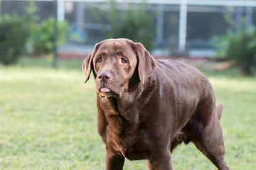 lab sticking out tongue