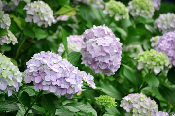 満開の紫陽花