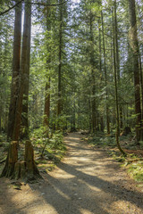 calm hiking trail with pine trees at lynn canyon park