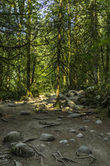 hiking trail with pine trees at lynn canyon park