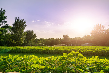 The flower field under the setting sun