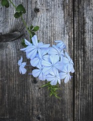 Purple Hanging Flowers