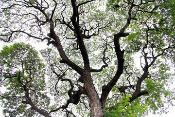 old big tree from botanical garden isolated on white background