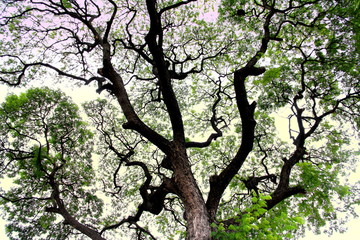 old big tree from botanical garden isolated on white background