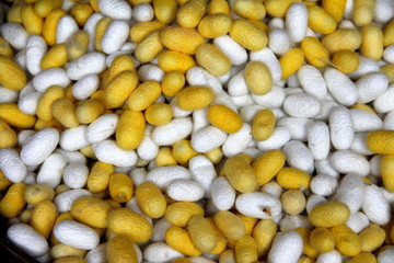 making silk with white silkworm cocoonsby handmade.boiling yellow white silkworm cocoons to make silk thread. Boiled yellow white silk nest to make silk thread.Silk dyeing by hand.