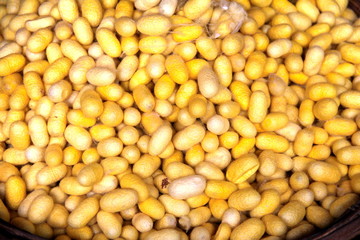 making silk with white silkworm cocoonsby handmade.boiling yellow white silkworm cocoons to make silk thread. Boiled yellow white silk nest to make silk thread.Silk dyeing by hand.