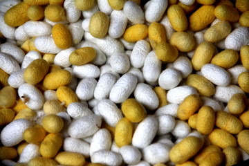 making silk with white silkworm cocoonsby handmade.boiling yellow white silkworm cocoons to make silk thread. Boiled yellow white silk nest to make silk thread.Silk dyeing by hand.