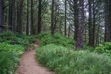 Obraz premium Grass greenery grows along a hiking path in the hills of Pacific Northwest.