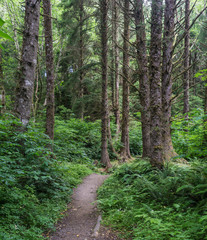 Narrow walking trail between the trees in Oregon's Ecola State Park.