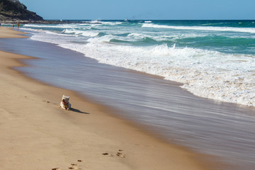 A little Westie dog rests on the sand near the water line as whitecaps roll toward the shore with unrecognizable swimmers far in the background and a boat emitting smoke on the horizon