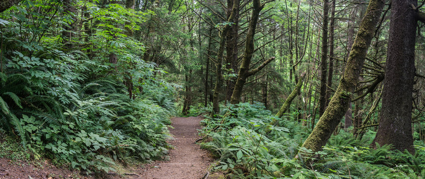 Fototapeta Panorama view of green rainforest features mossy trees, ferns, and walking trail.