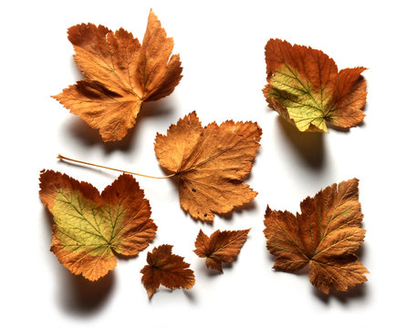 Sierade Haust Tardor Autumn Autunno Herbst   خريف 가을 Automne Jesen Осень 秋 סתיו Herfst Vjeshta Syksy Utuno Oto&ntilde;o 