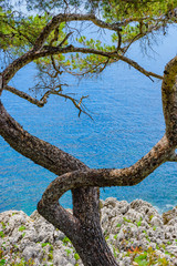 Abstract composition with tree branches on Cape Martin. France. Cote d'Azur.