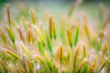 Sketch on Cap Martin. Cote d'Azur. France