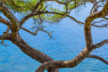 Abstract composition with tree branches on Cape Martin. France. Cote d'Azur.
