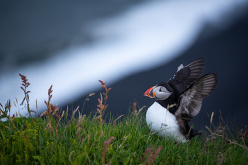 Cute Atlantic Puffin - ratercula arctica in Borgarfjordur eystri ,Iceland.