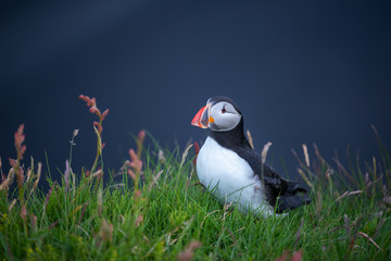 Cute Atlantic Puffin - ratercula arctica in Borgarfjordur eystri ,Iceland.
