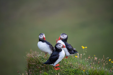 Cute Atlantic Puffin - ratercula arctica in Borgarfjordur eystri ,Iceland.