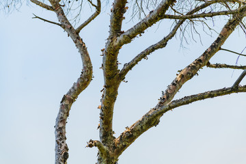 Abstract composition with tree branches on Cape Martin. France. Cote d'Azur.