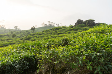 Green tea bud and leaves, tip of tea leaves growing . Tea plantations at Indonesia