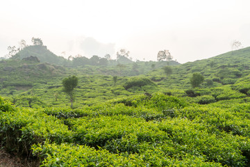Fototapeta na wymiar Green tea bud and leaves, tip of tea leaves growing . Tea plantations at Indonesia