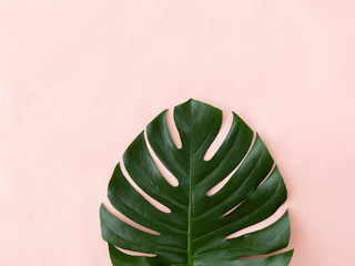Monstera leaf on the pink background © Yulia Lisitsa