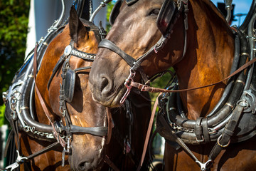 Horses 16