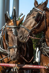 Horses 14