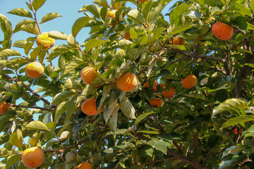 sweet Persimmon tree