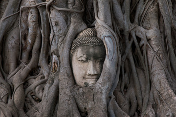 Buddha head in the Bodhi tree roots at Wat Mahathat, Ayuttaya province, Thailand.