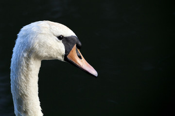 Swan