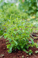 Stevia