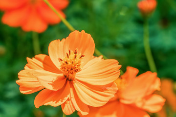 Close-up of Chrysanthemum