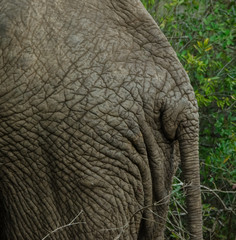 Elephant_Hide&Tail_Closeup