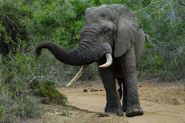 African Elephant Destroys Trees