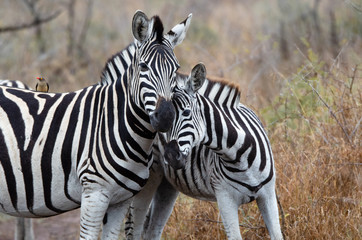 Zebra_Love