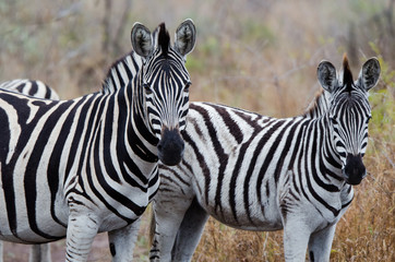 Two_Zebras
