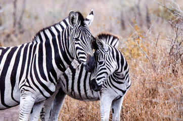 Zebra_Mother&Foal © LEN JOHNSON